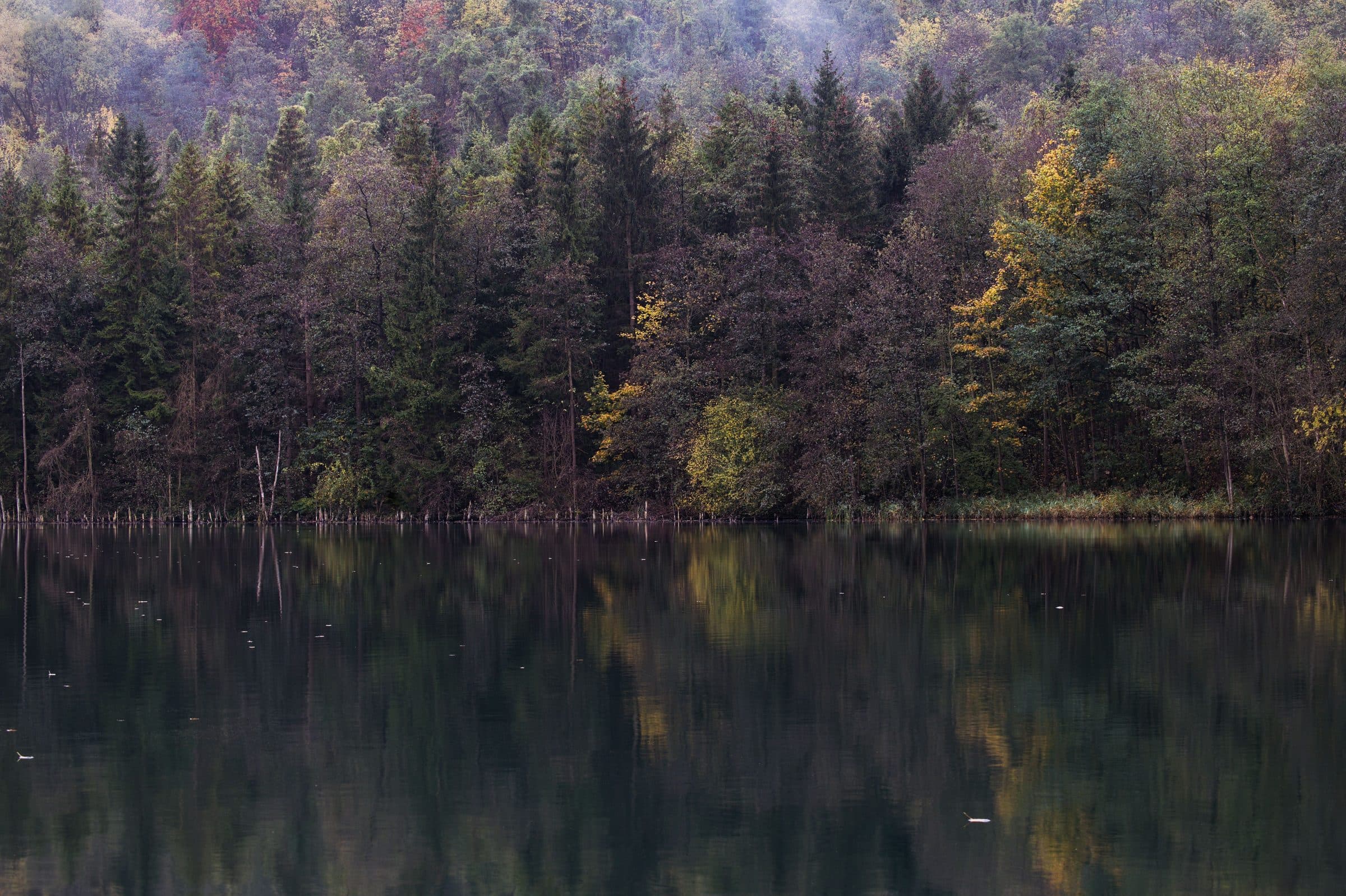 A spruce and birch shore in mist, mirrored in a calm lake